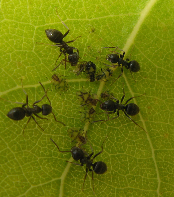 Formiche Lasius sp. e afidi